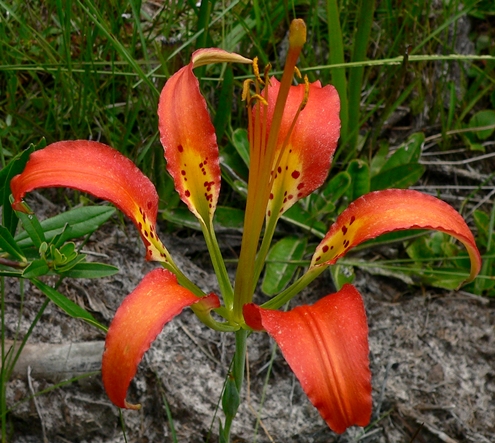 {Lilium catesbaei}